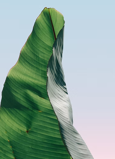 A tree
